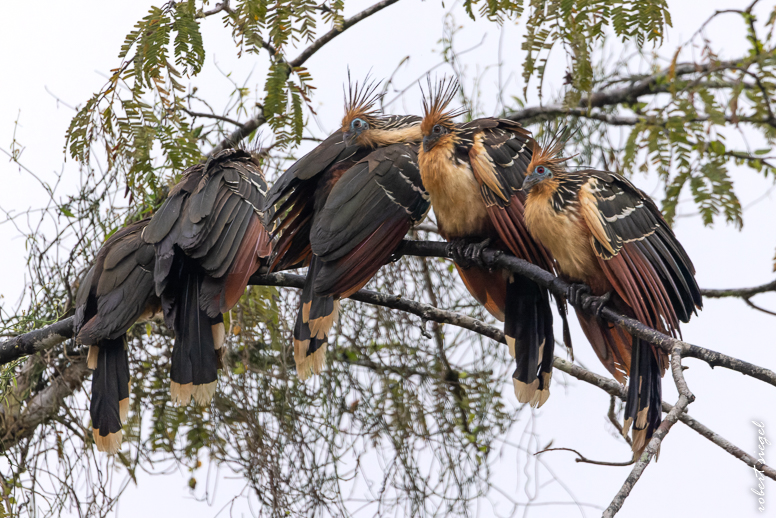 hoatzin